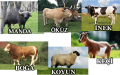 BÜYÜKBAŞ