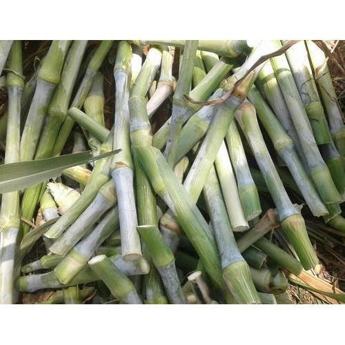 MARALFALFA ÇELİĞİ 20 ADET