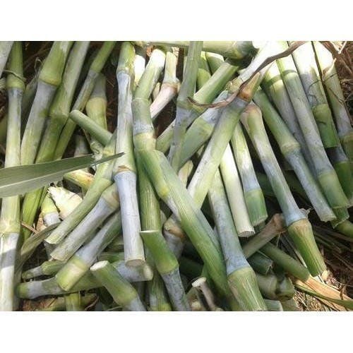 MARALFALFA ÇELİĞİ 1000 ADET