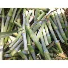 MARALFALFA ÇELİĞİ 1000 ADET